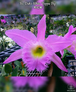 Carica l'immagine nel visualizzatore Galleria, Rhyncholaeliocattleya Duh's White 'Peppa Pig' (Rl. digbyana × Rlc. Mount Hood)