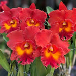 Carica l'immagine nel visualizzatore Galleria, Rhyncholaeliocattleya Siam Red