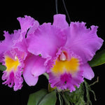 Carica l'immagine nel visualizzatore Galleria, Rhyncholaeliocattleya Wangnamkeow Butterfly