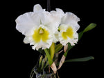 Carica l'immagine nel visualizzatore Galleria, Rhyncholaeliocattleya Burdekin Wonder 'Lakeland' AM/AOS