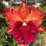 Carica l'immagine nel visualizzatore Galleria, Rhyncholaeliocattleya Hey Song 'Flame Dance'