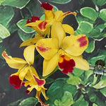 Carica l'immagine nel visualizzatore Galleria, Rhyncattleanthe Roy's Magic