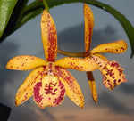 Carica l'immagine nel visualizzatore Galleria, Brassocattleya Rustic Spots "H&R"