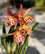 Carica l'immagine nel visualizzatore Galleria, Brassocattleya Rustic Spots "H&R"
