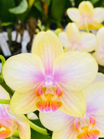 Carica l'immagine nel visualizzatore Galleria, Phalaenopsis San Juan