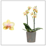 Carica l'immagine nel visualizzatore Galleria, Phalaenopsis San Juan