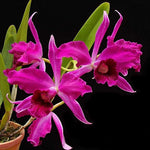 Carica l'immagine nel visualizzatore Galleria, Cattleya (syn. Laelia) purpurata (estriata rubra x sanguinea) - Br Orquidea
