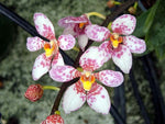 Carica l'immagine nel visualizzatore Galleria, Sarcochilus Fitzhart Pink Profusion