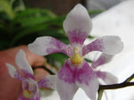 Carica l'immagine nel visualizzatore Galleria, Sarcochilus Fitzhart Pink Profusion