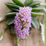 Carica l'immagine nel visualizzatore Galleria, Schoenorchis phitamii