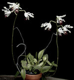 Carica l'immagine nel visualizzatore Galleria, Schomburgkia albopurpurea