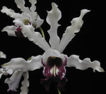 Carica l'immagine nel visualizzatore Galleria, Schomburgkia albopurpurea