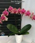 Carica l'immagine nel visualizzatore Galleria, Phalaenopsis OX Red Sesame