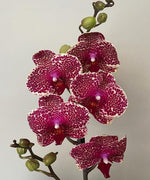Carica l'immagine nel visualizzatore Galleria, Phalaenopsis OX Red Sesame