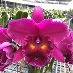 Carica l'immagine nel visualizzatore Galleria, Rhyncholaeliocattleya Shang Ding Red Dragon