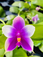Carica l'immagine nel visualizzatore Galleria, Phalaenopsis Yin's Super Jaguar x Shingher Pure Love