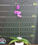 Carica l'immagine nel visualizzatore Galleria, Phalaenopsis Siam Treasure (Phal. lowii x Phal. Pulcherrima)
