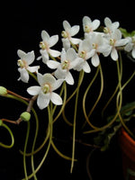 Carica l'immagine nel visualizzatore Galleria, Aerangis somalensis