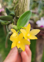 Carica l'immagine nel visualizzatore Galleria, Sophronitis cernua f. aurea (Yellow Magic x Multi Yellow)