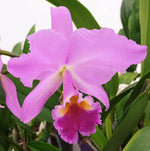 Carica l'immagine nel visualizzatore Galleria, Cattleya labiata (realeza x tipo Bahia) - Br Orquidea