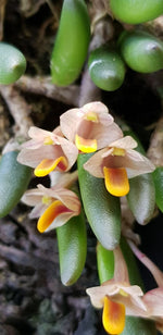Carica l'immagine nel visualizzatore Galleria, Dendrobium lichenastrum