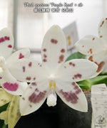 Carica l'immagine nel visualizzatore Galleria, Phalaenopsis speciosa 'Purple Spot'