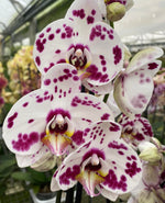 Carica l'immagine nel visualizzatore Galleria, Phalaenopsis Spotty Purple