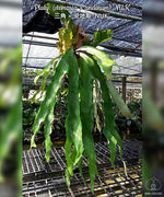 Carica l'immagine nel visualizzatore Galleria, Platycerium (stemaria × andinum) 'NUK'