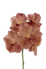 Carica l'immagine nel visualizzatore Galleria, Vanda Leopard Tangerine