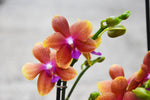 Carica l'immagine nel visualizzatore Galleria, OFFERTA PHALAENOPSIS profumi di primavera