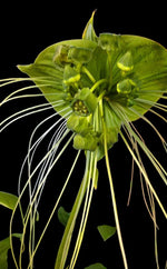 Carica l'immagine nel visualizzatore Galleria, Tacca chantrieri 'Green Isle'