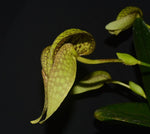 Carica l'immagine nel visualizzatore Galleria, Bulbophyllum Taiwan Cicad (arfakianum × burfordiense (syn. grandiflorum))