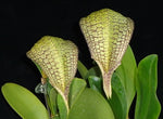 Carica l'immagine nel visualizzatore Galleria, Bulbophyllum Taiwan Cicad (arfakianum × burfordiense (syn. grandiflorum))