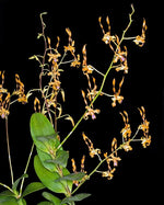 Carica l'immagine nel visualizzatore Galleria, Dendrobium tangerinum