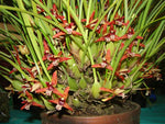 Carica l'immagine nel visualizzatore Galleria, Maxillaria tenuifolia x sanguinea