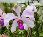 Carica l'immagine nel visualizzatore Galleria, Vanda teres × Vanda coerulea
