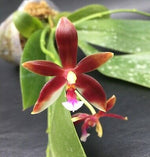 Carica l'immagine nel visualizzatore Galleria, Phalaenopsis tetraspis 'C1' × cornu-cervi var. chattaladae (4N)