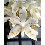 Carica l'immagine nel visualizzatore Galleria, Phalaenopsis tetraspis 'Mr. Huang'