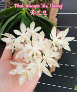 Carica l'immagine nel visualizzatore Galleria, Phalaenopsis tetraspis 'Mr. Huang'