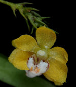 Carica l'immagine nel visualizzatore Galleria, Thrixspermum merguense