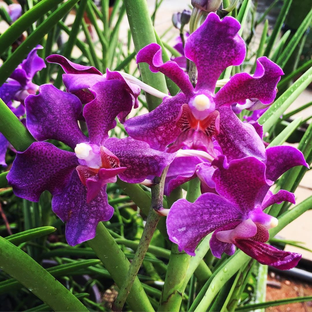 Papilionanda Chao Praya Violet – Giulio Celandroni Orchidee