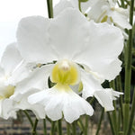 Carica l'immagine nel visualizzatore Galleria, Papilionanthe Poepoe 'Diana' (Papilionanthe teres x Papilionanthe Cooperi)