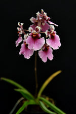 Carica l'immagine nel visualizzatore Galleria, Tolumnia Jairak rainbow "big Red"