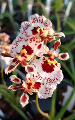 Carica l'immagine nel visualizzatore Galleria, Tolumnia Jairak Flyer 'Corona'