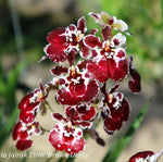 Carica l'immagine nel visualizzatore Galleria, Tolumnia Jairak Firm 'Brown Derby'