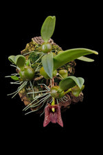 Carica l'immagine nel visualizzatore Galleria, Trias disciflora (Syn. Bulbophyllum disciflorum)