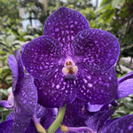 Carica l'immagine nel visualizzatore Galleria, Vanda Tweed Blue