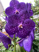 Carica l'immagine nel visualizzatore Galleria, Vanda Tweed Blue