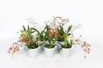 Carica l'immagine nel visualizzatore Galleria, Oncidium Twinkle