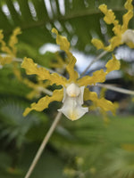 Carica l'immagine nel visualizzatore Galleria, Laelia undulata var. alba